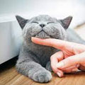 Kedi